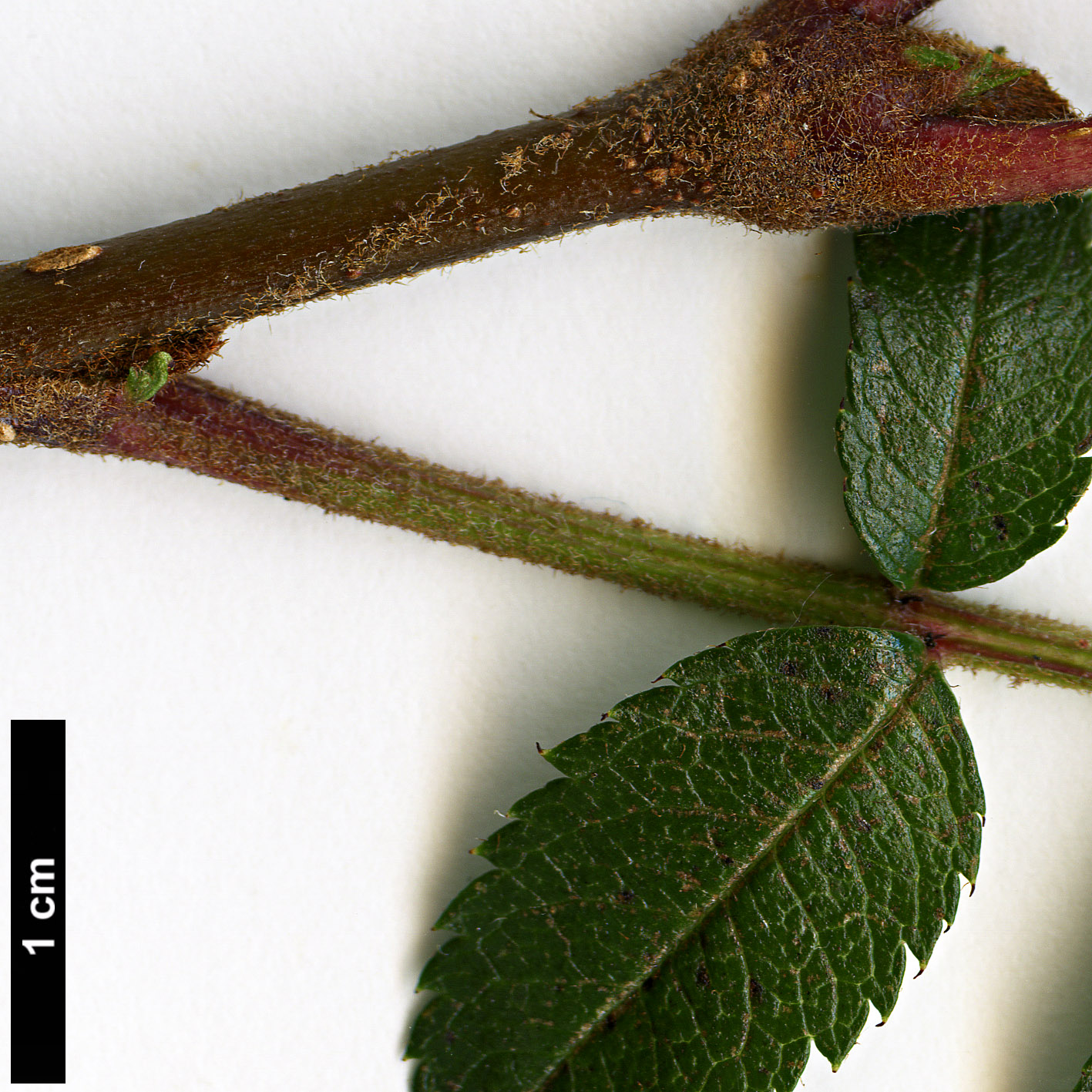 High resolution image: Family: Rosaceae - Genus: Sorbus - Taxon: KR 5000 (S. aff. filipes)